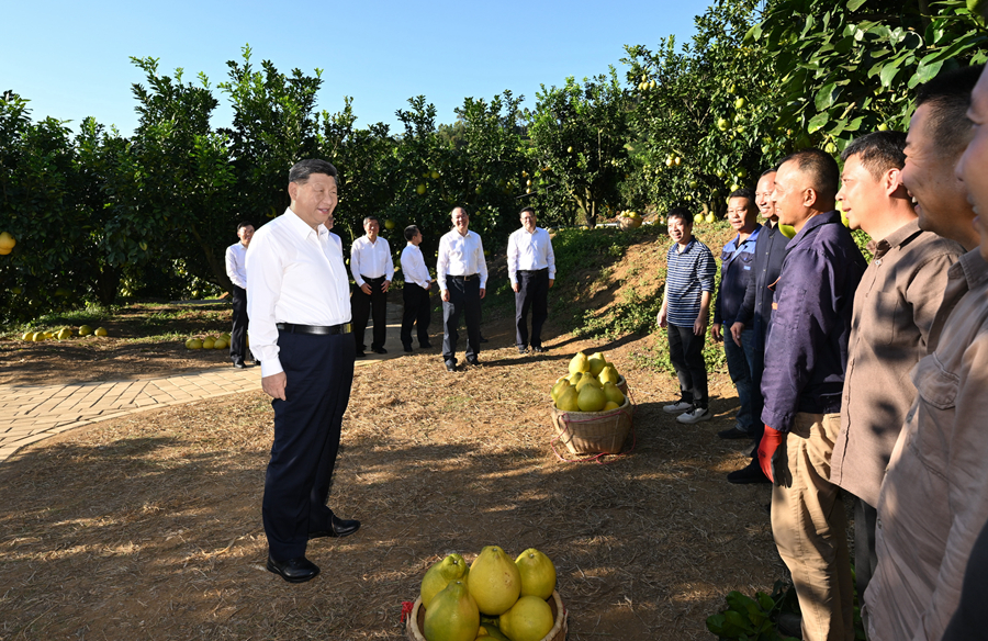 2025年11月7日，習(xí)近平總書記在梅州市梅縣區(qū)雁洋鎮(zhèn)南福金柚種植基地考察時，同果農(nóng)和農(nóng)技人員親切交流。