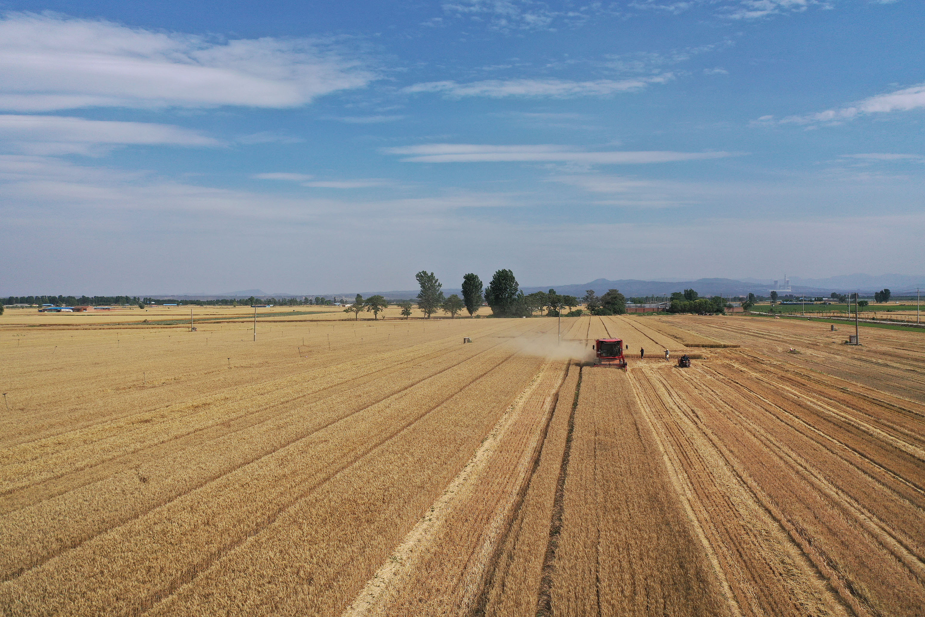 2025年6月3日，河南焦作，溫縣黃河街道灘王莊村農(nóng)民駕駛收割機收獲小麥。