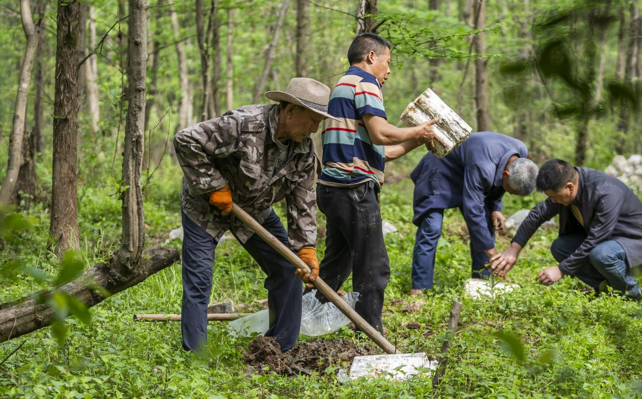 2025年4月16日，江西新余，仙女湖區(qū)河下鎮(zhèn)花園村林場(chǎng)，人們正在搬運(yùn)、栽植靈芝菌棒。